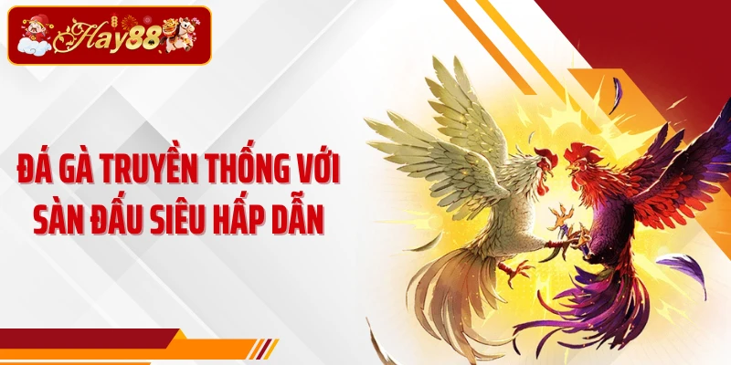 Đá gà truyền thống với sàn đấu siêu hấp dẫn