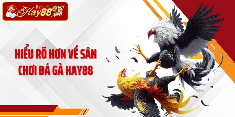 Hiểu rõ hơn về sân chơi đá gà Hay88